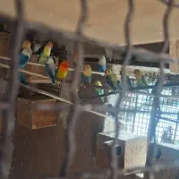 پرنده|پرنده|شیراز, پودنک|دیوار
