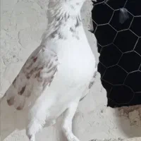 کبوتر پرشی