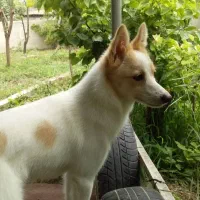 پامریان روباهی