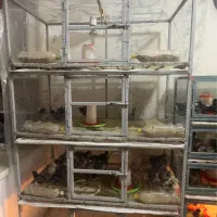 لانه مرغ خروس قفس جوجه کبوتر سگ وگربه چوبی و آهنی