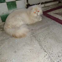 پرشین هیمالین نر عقیم شده|گربه|کرج, گلشهر|دیوار