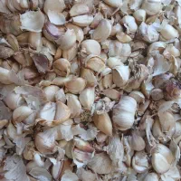 سیر|عمده‌فروشی|اردبیل, |دیوار
