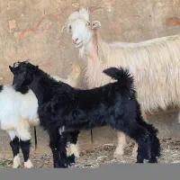 یه راس کولار شهرکردی شکم اول ۲کهره ای