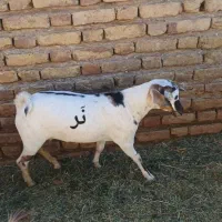 گوسفند (کهره )