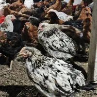 نیمچه مرغ و خروس|حیوانات مزرعه|اطاقور, |دیوار