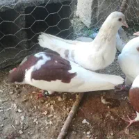 جفت کفتر مست و سالم