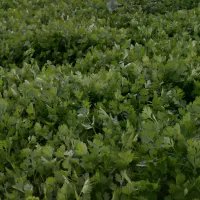 سبزی و میوه فروشی شجاعی|فعالیت داوطلبانه|بناب, |دیوار