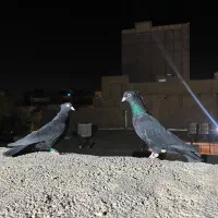 کلاغ کاکلی|پرنده|سبزوار, امیر کبیر|دیوار