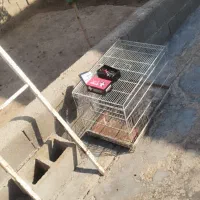 قفس|لوازم جانبی حیوانات|امیدیه, |دیوار