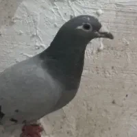 کفتر کبوتر