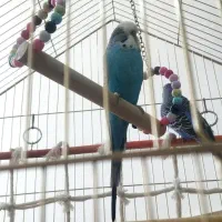 مرغ عشق انگلیسی نر