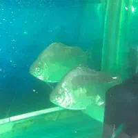 پنج عددماهی دالر و بارب حلب|ماهی|خمینی‌شهر, |دیوار