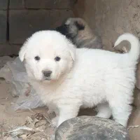 توله سگ دو رگ هاسکی