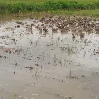 اردک کله سبز اصل