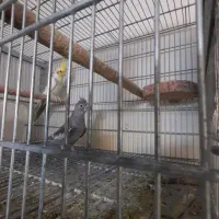 مولد صد درصد تضمینی رام و سخنگو|پرنده|پردیس, فاز ۱۱|دیوار