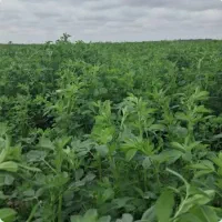 کشت کشاورزی