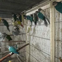 فروش طوطی گرینچیک