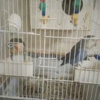 طوطی برزیلی