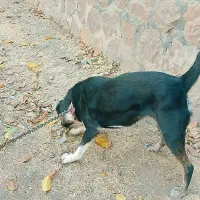 سگ قدرجونی|سگ|دماوند, دماوند|دیوار