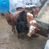 ۶ عدد گوساله نر و ماده