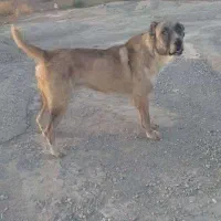 واگذاری سرابی درشت