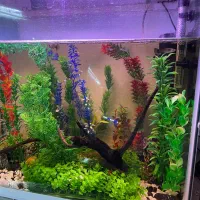 آکواریوم گوپی با تجهیزات