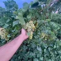 اگر مایلید مالکِ بهترین باغ انگورشوید،همراهم باشید|فروش دفتر صنعتی، کشاورزی، تجاری|کرج, گلشهر|دیوار
