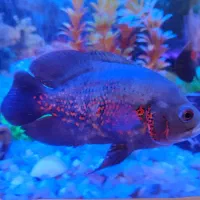 فروش ماهی گوشتخوار به قیمت خیلی خوب|ماهی|قوچان, |دیوار