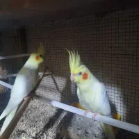 یه جفت عروس