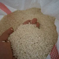 برنج چمپا تیغن