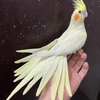 عروس هلندی لوتینو ماده لوتینو زعفرنی رام آلبینو|پرنده|تهران, شکوفه (عبدل آباد)|دیوار