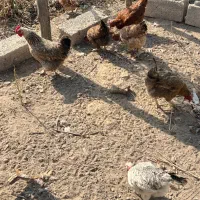 مرغ|حیوانات مزرعه|ماهدشت, |دیوار