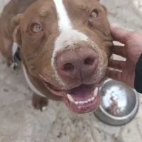 پیتبول بلوطی اصیل ماده بلو