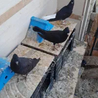 تعدادی مجسمه|مجسمه، تندیس، ماکت|خرمشهر, |دیوار