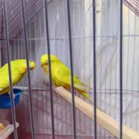 مرغ عشق|پرنده|هشتگرد, شهرک گلها|دیوار
