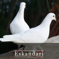 کبوتر تزئینی