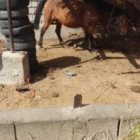 باسلام تجهیزات اسب