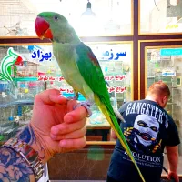 شاه طوطی نر جوجه رام سخنگو داخلی با ضمانت کتبی