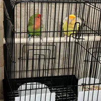 طوطی برزیلی