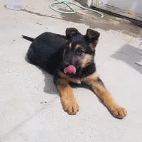 واگزاری توله سگ ژرمن اصیل