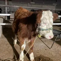 گوساله ماده سیمینتال