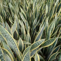 سانسوریا شمشیری ابلق ریشه لخت