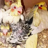 عروس هلندی سرلاکی فروشی