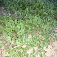 نهال گوجه و بادمجان