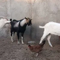 دو عدد بزغاله نر سانن و یک نر الپاین|حیوانات مزرعه|میان جلگه, |دیوار