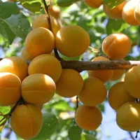 نهـال سـالم و با کـیفـیت ،مناسب بـاغ و ویــلا|خدمات باغبانی و درختکاری|سیروان, |دیوار