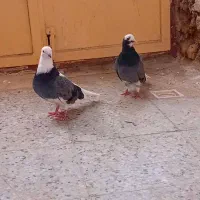 کبوتر شازده عتیقه