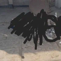 ناناز|حیوانات|نیشابور, ریوند|دیوار