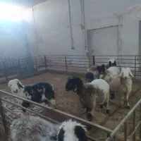 فروش دام زنده بره لری بختیاری|حیوانات مزرعه|تهران, شهرک علم و فناوری|دیوار