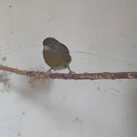 قناری ماده سبز خوش تخم